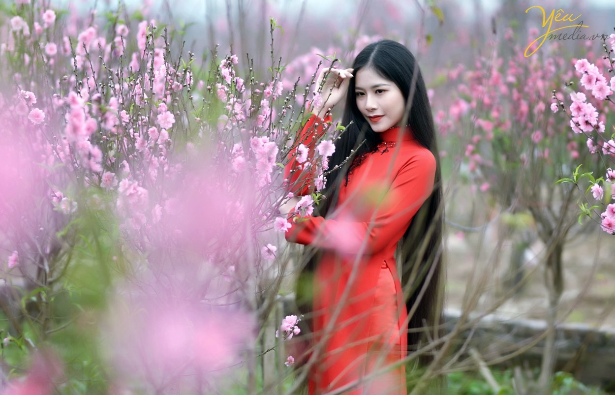 Rung động trước vẻ đẹp của kiều nữ Hà Nội bên hoa đào - aFamily