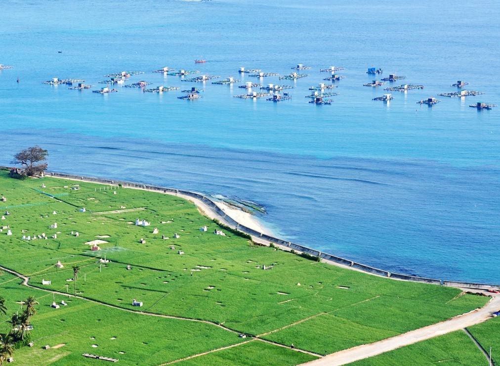 Cánh đồng tỏi Lý Sơn