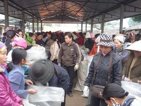 Hướng đi mới cho nghề trồng chè Thái Nguyên.
