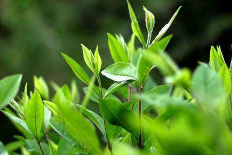 Những điều kỳ lạ trong quảng cáo Trà xanh C2 Ô Long