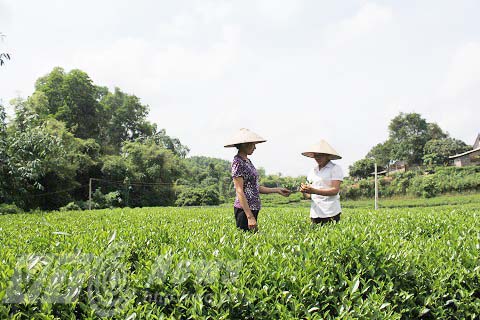 Trà C2 Ô Long: Dần hé lộ những bí ẩn nguồn gốc nguyên liệu