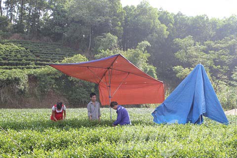 Nguyên liệu sản xuất Trà xanh C2 Ô Long: Dân Thái Nguyên ngơ ngác