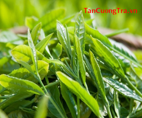 Nghệ thuật uống trà xứ Huế