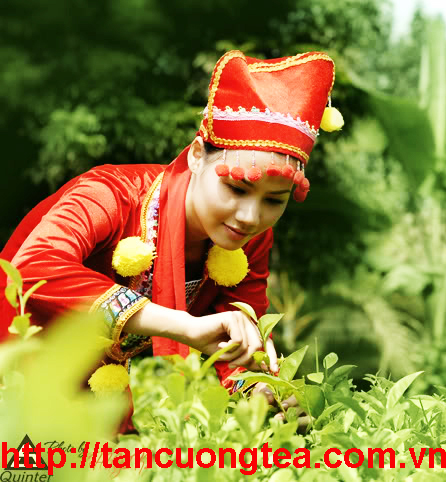 Vẻ đẹp của Trà Việt Nam