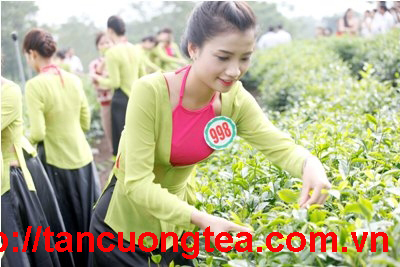 Nâng cao hiệu quả sản xuất chè Thái Nguyên an toàn