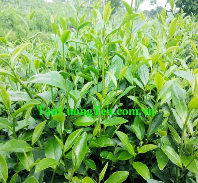 HTX chè Minh Thu sản xuất chè Tân Cương bằng nguồn nguyên liệu gì?