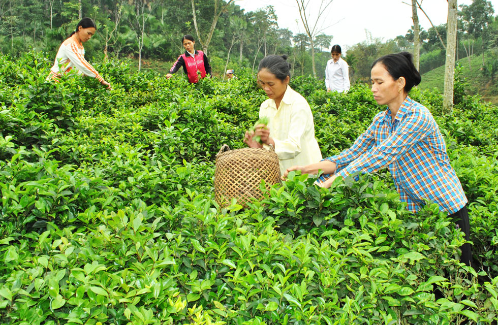 Chè Thái Nguyên sản xuất theo tiêu chuẩn VIETGAP