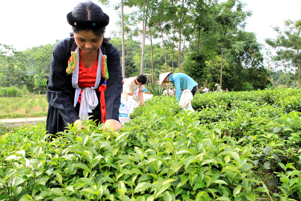 Xây dựng thương hiệu cho chè Thái Nguyên