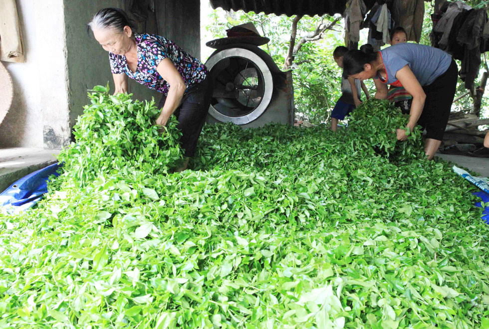 Chè Thái Nguyên và vấn đề an toàn thực phẩm