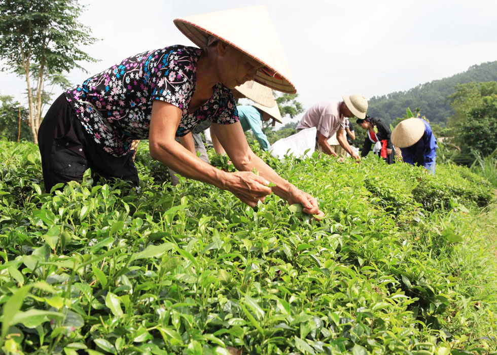Ai không nên ăn cua, ghẹ?
