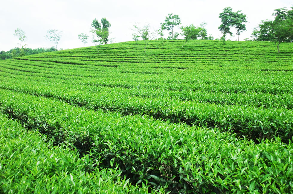 Làm thế nào để tránh lây nhiễm chéo thực phẩm
