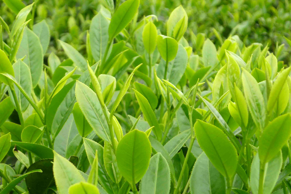 Trồng rau mầm trong nhà phố để cải thiện bữa ăn