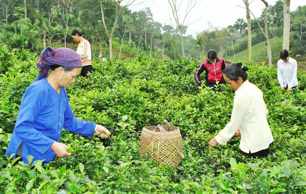 Những thực phẩm cực độc bạn cần biết