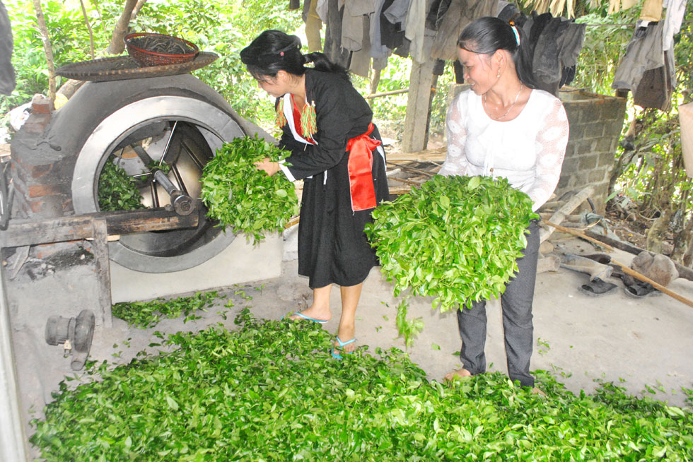 Nâng cao giá trị chè Xuất khẩu: Quy hoạch ngay vùng trồng