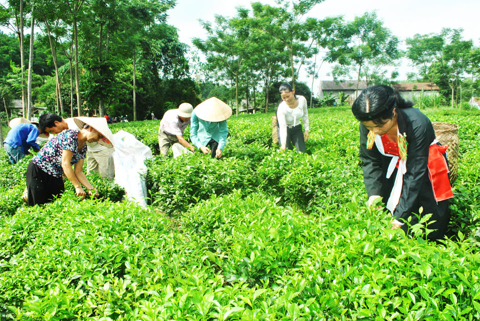 Tìm giải pháp phát triển ngành chè Thái Nguyên bền vững