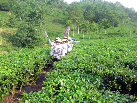 Vùng chè Thái Nguyên dưới chân núi Tam Đảo