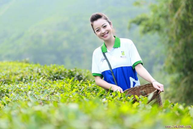 Tỉnh Thái Nguyên tiếp tục quảng bá thương hiệu cho chè Thái Nguyên