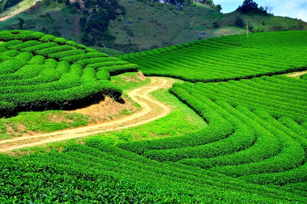 Giá trà Thái Nguyên tại thời điểm tháng 5 năm 2015 đang giảm?