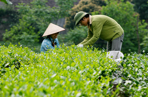 Chè Thái Nguyên chất lượng cao cần tuyển Đại lý
