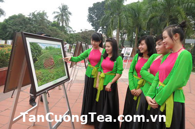 Hướng dẫn mua chè Thái Nguyên đúng nơi, đúng chỗ