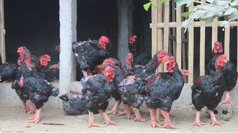 Người mang Gà đông tảo phủ khắp cả nước.