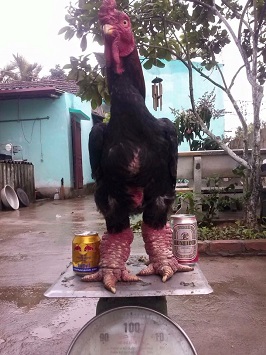 Mục sở thị dàn gà Đông Tảo chân khủng của 'chúa' gà xứ Nhãn