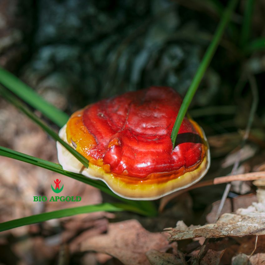 cách sử dụng nấm linh chi hàn quốc