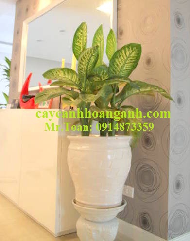 Cách chăm sóc cây vạn niên thanh