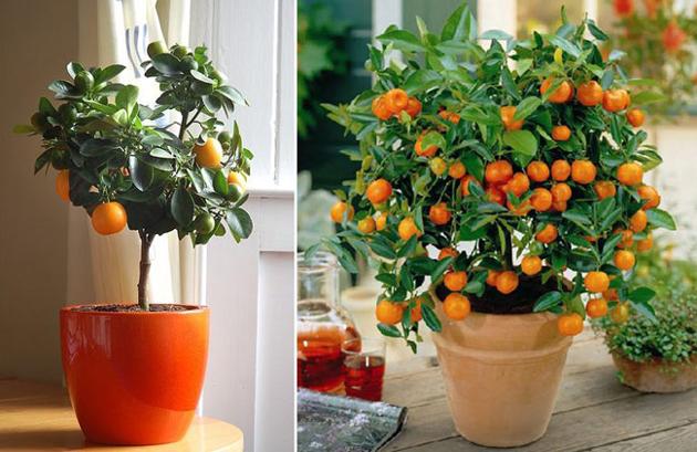 10 cây cảnh giúp tiền vào như nước