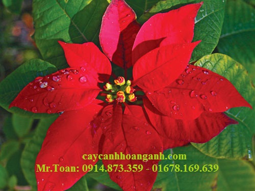 Truyền thuyết cây hoa giáng sinh
