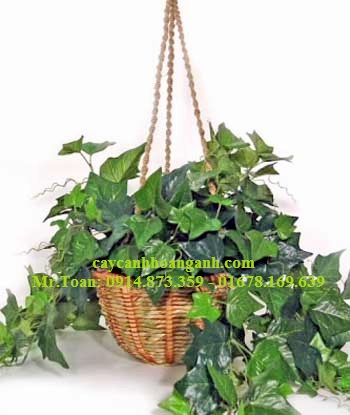 Cách trồng và chăm sóc cây Trường Xuân (Thường Xuân)