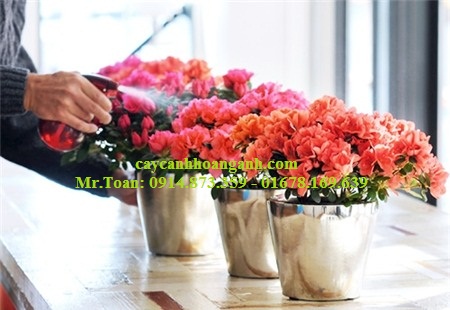Hướng Dẫn Chăm Sóc Hoa Đỗ Quyên