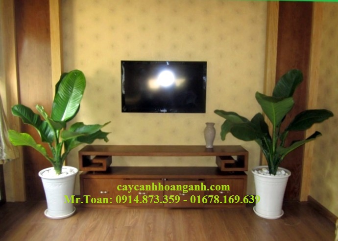 Hướng dẫn chăm sóc cây Đại Phú Gia