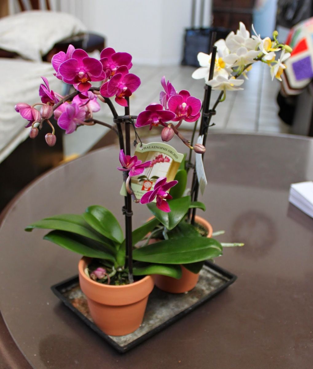 Kĩ thuật chăm sóc hoa phong lan