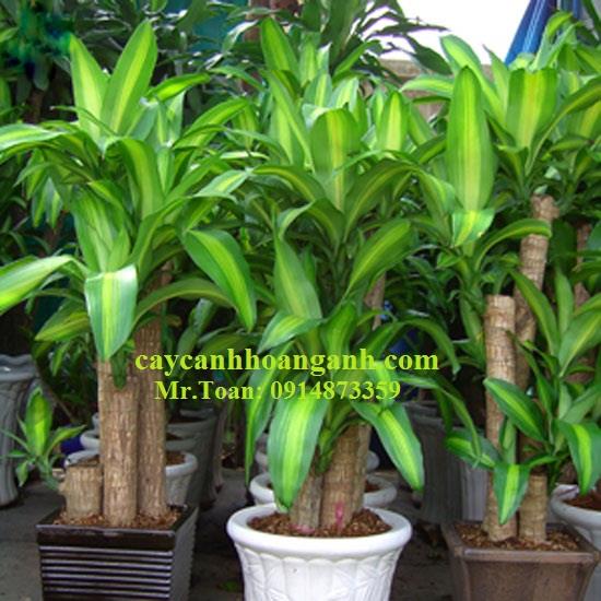 Công dụng và ý nghĩa phong thủy của cây Thiết Mộc Lan