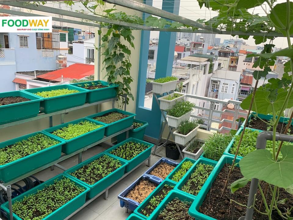 Khay trồng rau lớn 66x45x21H cm