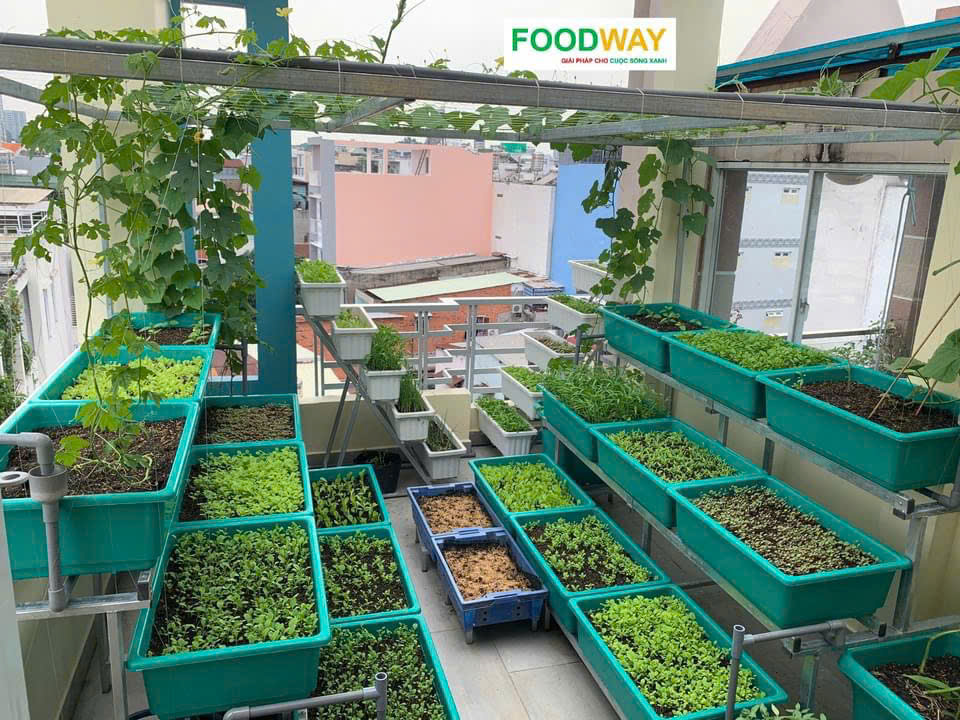 Khay trồng rau lớn 66x45x21H cm