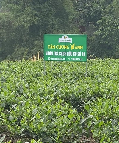 Địa Chỉ Bán Trà Thái Nguyên, Trà Tân Cương Ngon – Giao Hàng Toàn Quốc