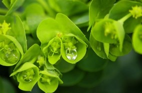 Quạt hơi nước Kangaroo mang đến bầu không khí trong lành Quạt hơi nước Kangaroo mang đến bầu không khí trong lành