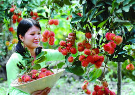 Chôm chôm Việt xuất khẩu sang New Zealand