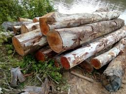 Một thương nhân Bangladet đang có nhu cầu mua 2containers gỗ bạch đàn