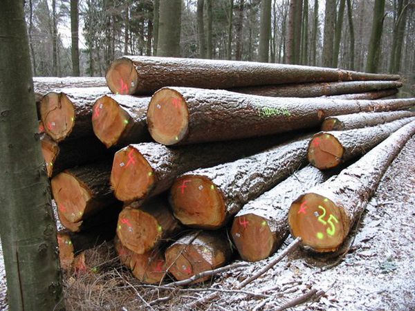 Một công ty ẤN ĐỘ đang cần mua 25 đến 50containers mỗi tháng gỗ bạch đàn, gỗ thông , gỗ thông pallet