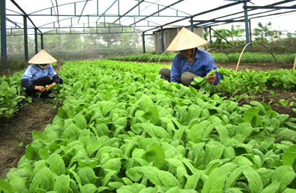 Nông sản Ninh Bình