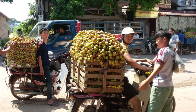 Vải thiều sẽ được xuất khẩu sang 3 thị trường mới