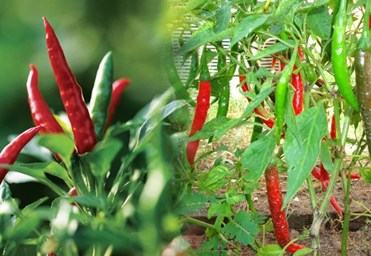 Doanh nghiệp Trung Quốc có nhu cầu nhập khẩu ớt tươi