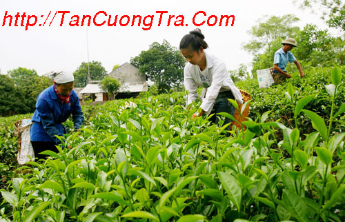 HTX Chè Tân Hương: Không gian văn hóa Chè Tân Cương Thái Nguyên