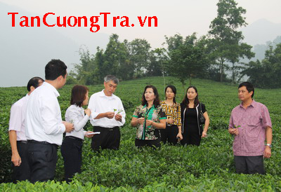 Trà Thái Nguyên: Nâng tầm thương hiệu, chắp cánh bay xa