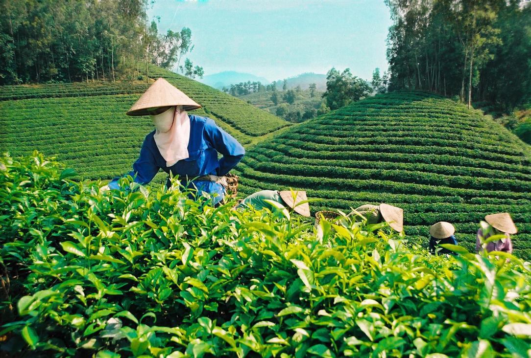 HTX trồng chè đầu tiên đạt chuẩn UTZ Certifed