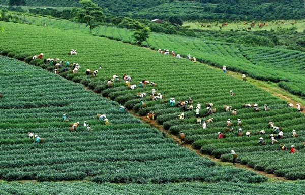 Vụ sản xuất trà bẩn tại Bảo Lộc: Con sâu làm rầu... chén trà!