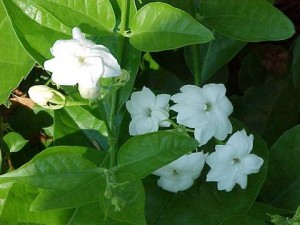 Trà ướp hương Lài tinh khiết